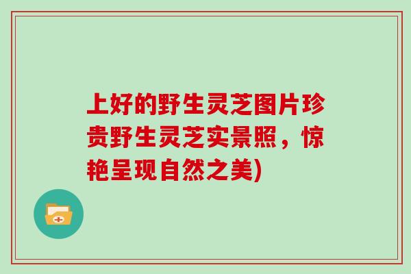 上好的野生灵芝图片珍贵野生灵芝实景照,惊艳呈现自然之美)