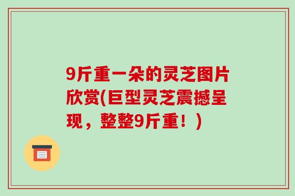 9斤重一朵的灵芝图片欣赏(巨型灵芝震撼呈现，整整9斤重！)