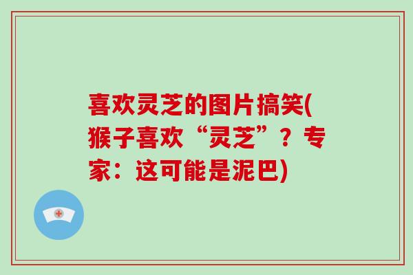 喜欢灵芝的图片搞笑(猴子喜欢“灵芝”?专家:这可能是泥巴)