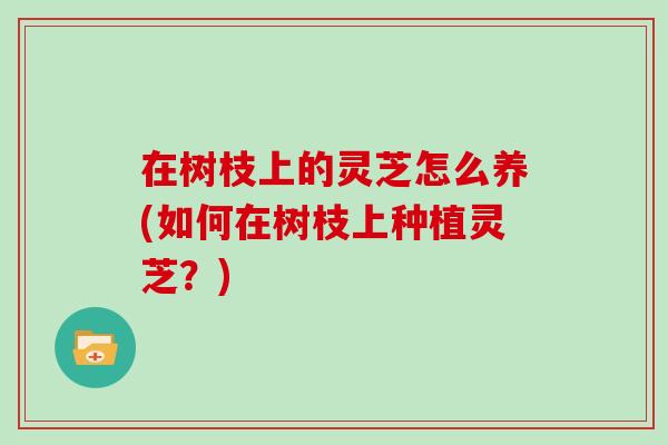 在树枝上的灵芝怎么养(如何在树枝上种植灵芝？)