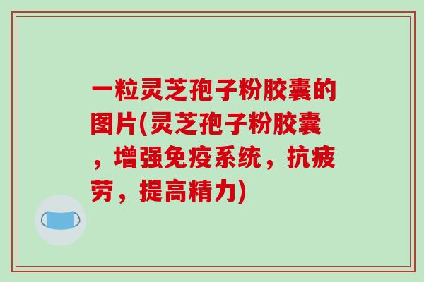 一粒灵芝孢子粉胶囊的图片(灵芝孢子粉胶囊，增强免疫系统，抗疲劳，提高精力)