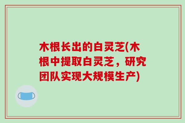 木根长出的白灵芝(木根中提取白灵芝,研究团队实现大规模生产)