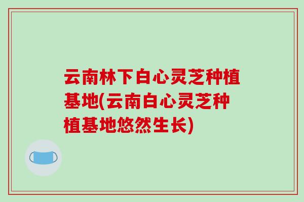 云南林下白心灵芝种植基地(云南白心灵芝种植基地悠然生长)