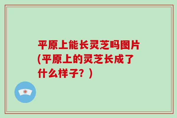 平原上能长灵芝吗图片(平原上的灵芝长成了什么样子?)
