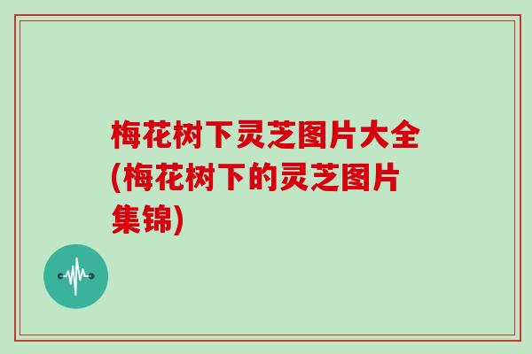 梅花树下灵芝图片大全(梅花树下的灵芝图片集锦)