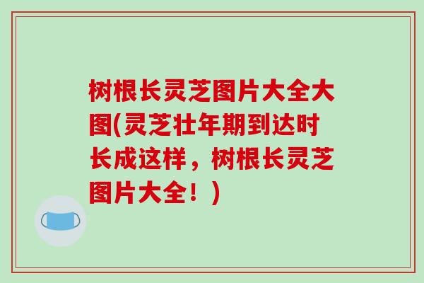 树根长灵芝图片大全大图(灵芝壮年期到达时长成这样,树根长灵芝图片大全!)