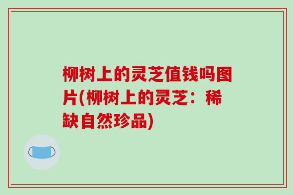 柳树上的灵芝值钱吗图片(柳树上的灵芝:稀缺自然珍品)