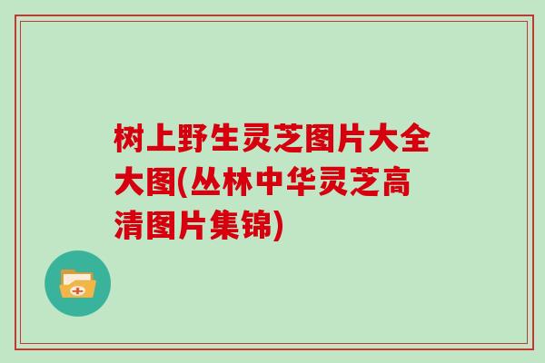 树上野生灵芝图片大全大图(丛林中华灵芝高清图片集锦)