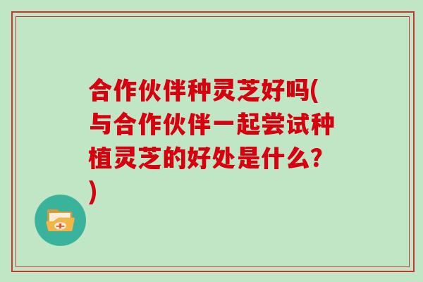 合作伙伴种灵芝好吗(与合作伙伴一起尝试种植灵芝的好处是什么?)