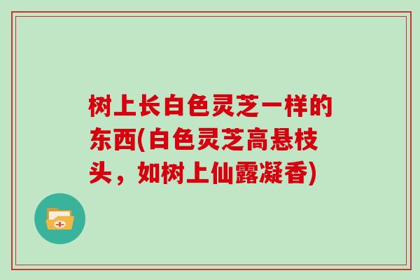 树上长白色灵芝一样的东西(白色灵芝高悬枝头,如树上仙露凝香)