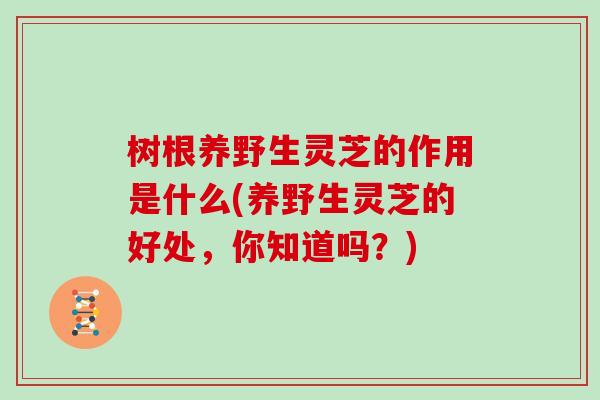 树根养野生灵芝的作用是什么(养野生灵芝的好处,你知道吗?)