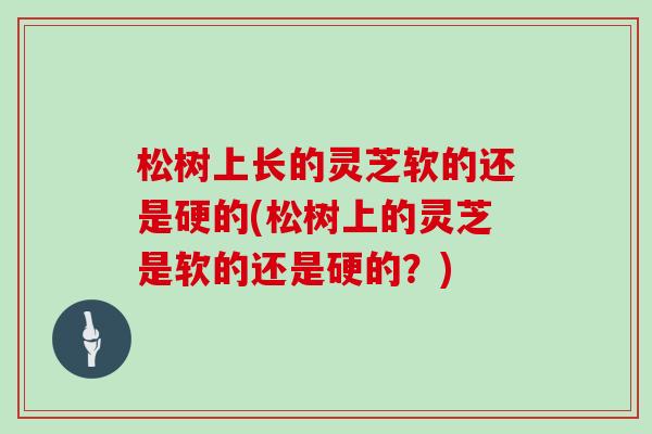 松树上长的灵芝软的还是硬的(松树上的灵芝是软的还是硬的?)