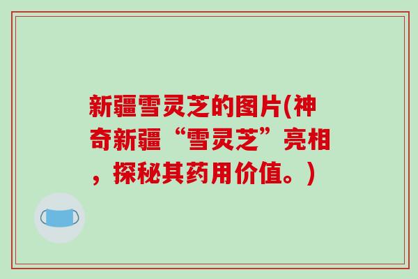 新疆雪灵芝的图片(神奇新疆“雪灵芝”亮相,探秘其药用价值。)