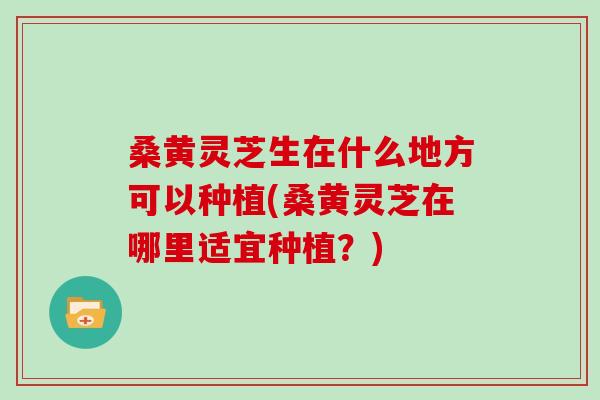 桑黄灵芝生在什么地方可以种植(桑黄灵芝在哪里适宜种植？)
