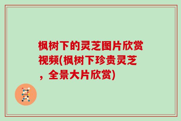 枫树下的灵芝图片欣赏视频(枫树下珍贵灵芝，全景大片欣赏)