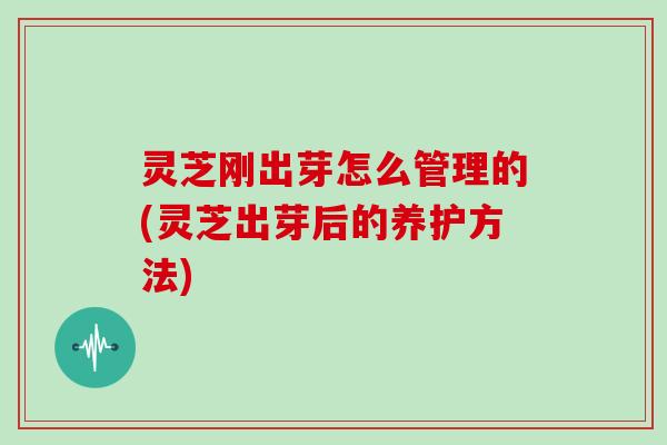 灵芝刚出芽怎么管理的(灵芝出芽后的养护方法)