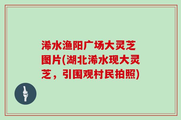 浠水渔阳广场大灵芝 图片(湖北浠水现大灵芝，引围观村民拍照)