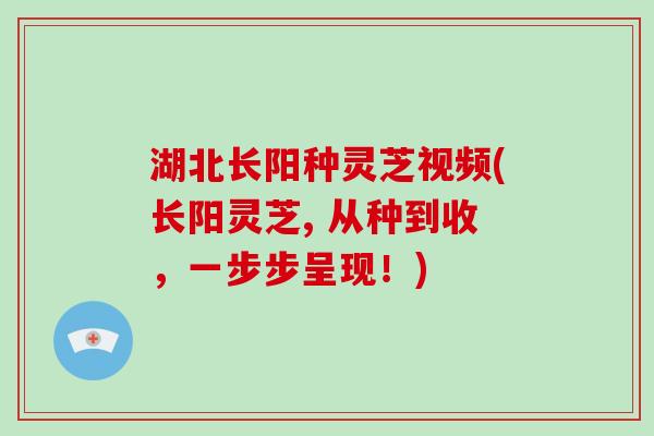 湖北长阳种灵芝视频(长阳灵芝, 从种到收，一步步呈现！)