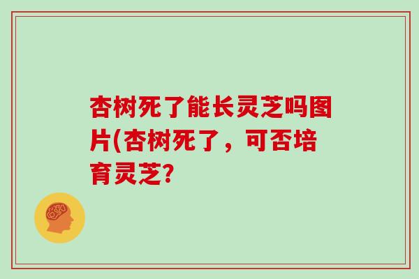 杏树死了能长灵芝吗图片(杏树死了,可否培育灵芝?