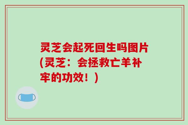 灵芝会起死回生吗图片(灵芝：会拯救亡羊补牢的功效！)