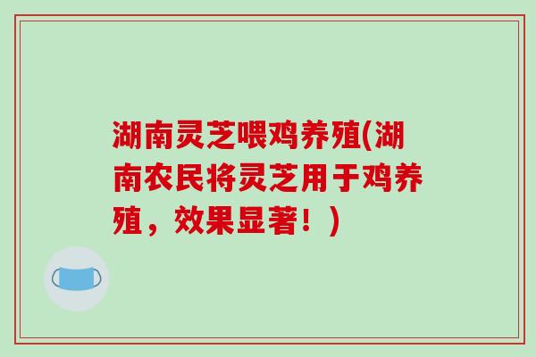 湖南灵芝喂鸡养殖(湖南农民将灵芝用于鸡养殖,效果显著!)