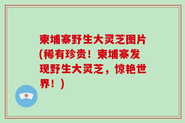 柬埔寨野生大灵芝图片(稀有珍贵!柬埔寨发现野生大灵芝,惊艳世界!)