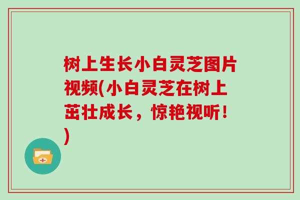 树上生长小白灵芝图片视频(小白灵芝在树上茁壮成长，惊艳视听！)