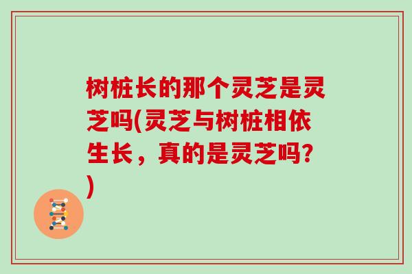 树桩长的那个灵芝是灵芝吗(灵芝与树桩相依生长，真的是灵芝吗？)