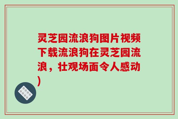灵芝园流浪狗图片视频下载流浪狗在灵芝园流浪,壮观场面令人感动)