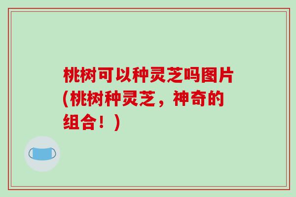 桃树可以种灵芝吗图片(桃树种灵芝，神奇的组合！)