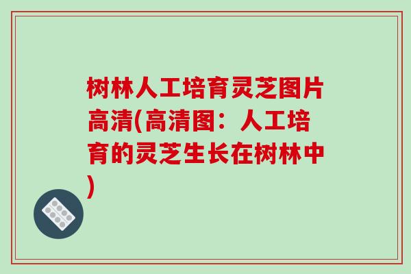 树林人工培育灵芝图片高清(高清图:人工培育的灵芝生长在树林中)