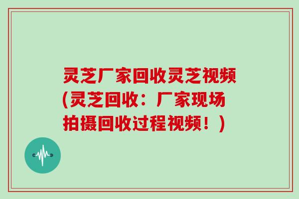 灵芝厂家回收灵芝视频(灵芝回收：厂家现场拍摄回收过程视频！)