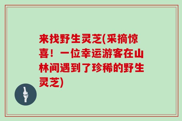 来找野生灵芝(采摘惊喜!一位幸运游客在山林间遇到了珍稀的野生灵芝)