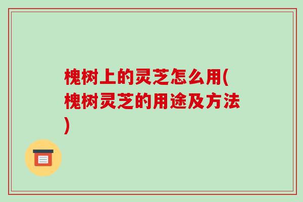 槐树上的灵芝怎么用(槐树灵芝的用途及方法)