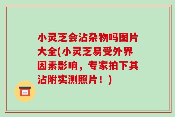 小灵芝会沾杂物吗图片大全(小灵芝易受外界因素影响,专家拍下其沾附实测照片!)