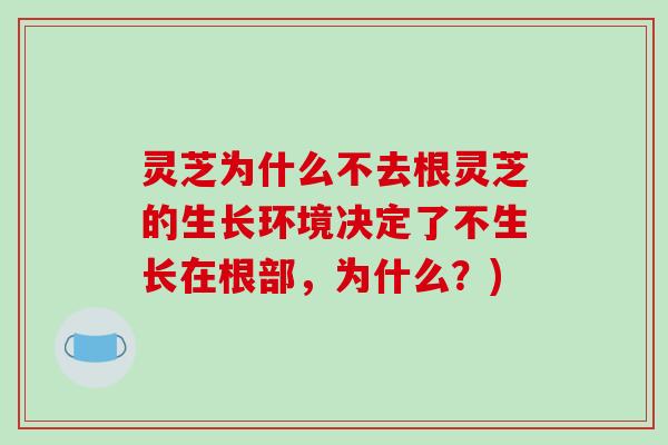 灵芝为什么不去根灵芝的生长环境决定了不生长在根部，为什么？)