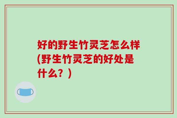 好的野生竹灵芝怎么样(野生竹灵芝的好处是什么?)