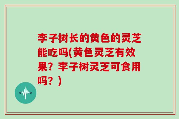 李子树长的黄色的灵芝能吃吗(黄色灵芝有效果?李子树灵芝可食用吗?)