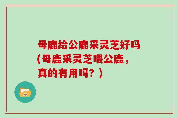 母鹿给公鹿采灵芝好吗(母鹿采灵芝喂公鹿，真的有用吗？)