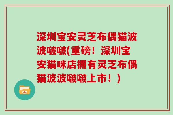 深圳宝安灵芝布偶猫波波啵啵(重磅！深圳宝安猫咪店拥有灵芝布偶猫波波啵啵上市！)