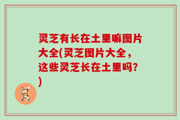 灵芝有长在土里嘛图片大全(灵芝图片大全,这些灵芝长在土里吗?)