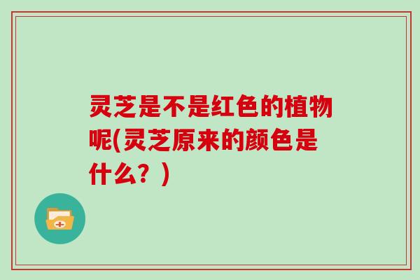灵芝是不是红色的植物呢(灵芝原来的颜色是什么?)