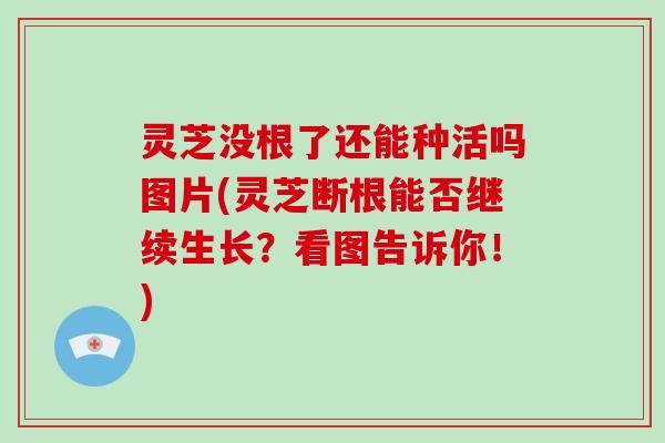 灵芝没根了还能种活吗图片(灵芝断根能否继续生长？看图告诉你！)