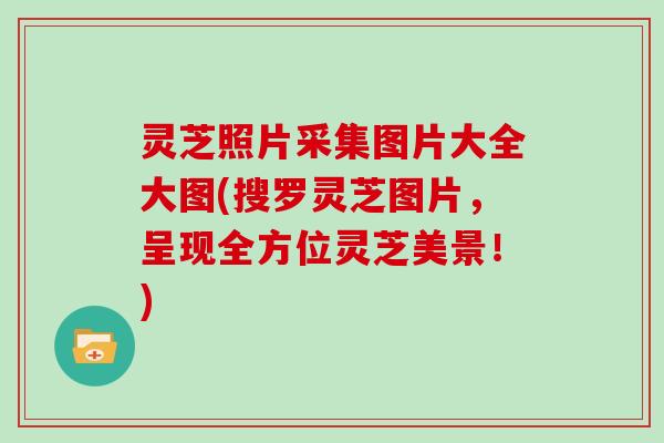 灵芝照片采集图片大全大图(搜罗灵芝图片,呈现全方位灵芝美景!)