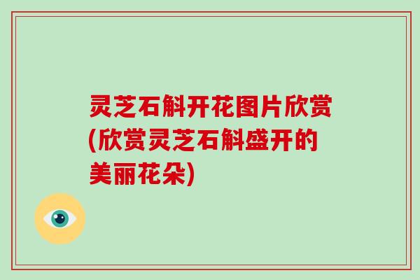 灵芝石斛开花图片欣赏(欣赏灵芝石斛盛开的美丽花朵)