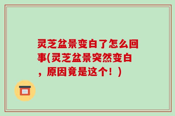 灵芝盆景变白了怎么回事(灵芝盆景突然变白,原因竟是这个!)