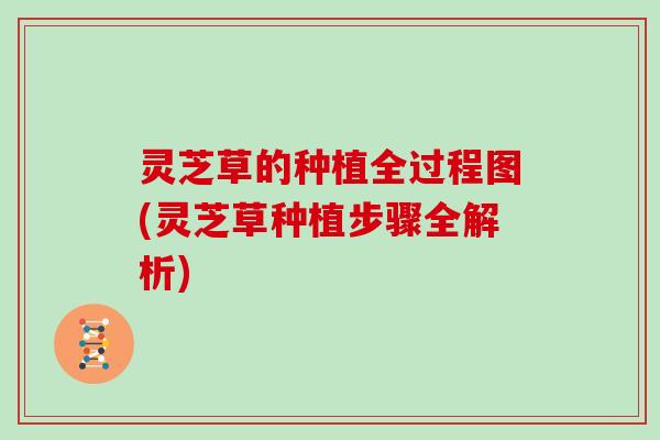 灵芝草的种植全过程图(灵芝草种植步骤全解析)