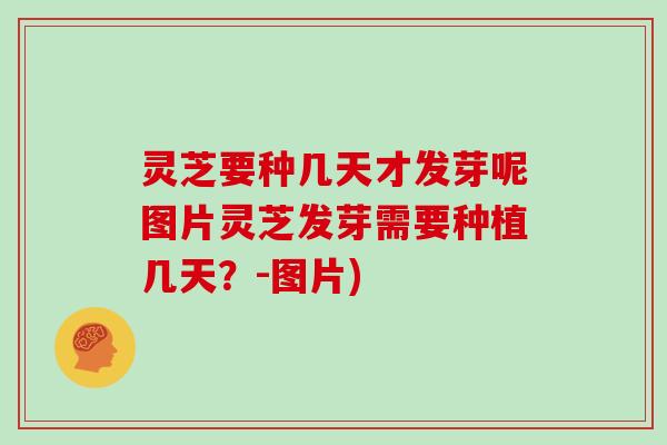 灵芝要种几天才发芽呢图片灵芝发芽需要种植几天?-图片)