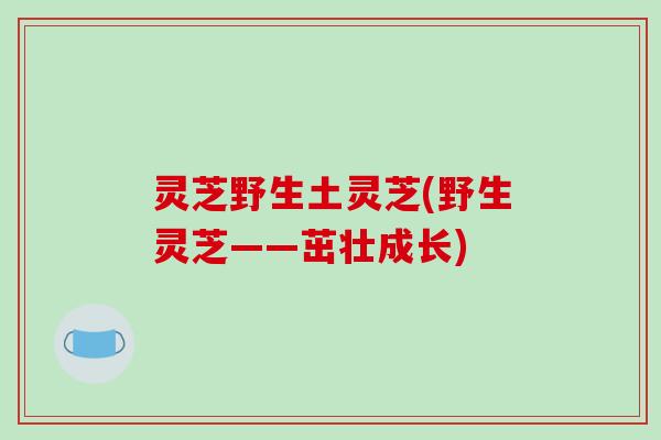 灵芝野生土灵芝(野生灵芝——茁壮成长)