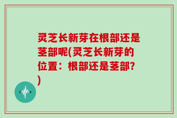 灵芝长新芽在根部还是茎部呢(灵芝长新芽的位置:根部还是茎部?)